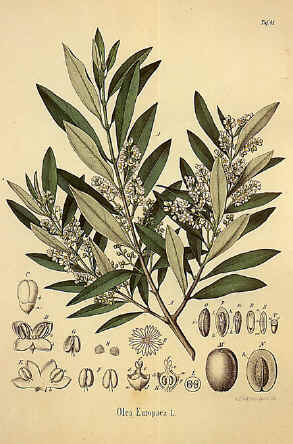 litho olijfboom met tak, bloesem, olijven en pitten