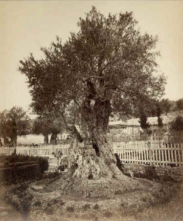 186 Olive Tree, Felix Bonfils ca. 1880