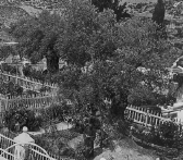 olijfbomen in het Hof van Gethsemane